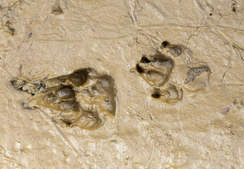 Close-up of wildcat tracks on mud © sebi_2569
