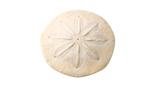 Natural round sand dollar sea shell textured marine item isolated on transparent background cut out