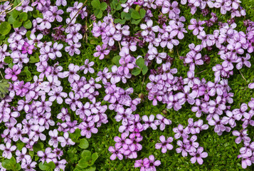 Fototapeta premium A carpet of Silene acaulis flowers, a low-growing wildflower commonly known as moss campion or cushion pink