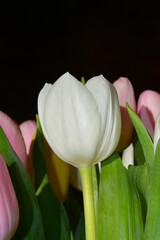 Naklejka premium Tulip flowers in pastel colors - Latin name - Tulipa hybrids