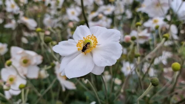 Anemone x hybrida 'Honorine Jobert' with a hoverfly insect, a summer autumn fall flowering plant with a white summertime flower commonly known as Japanese anemone, gardening video footage 