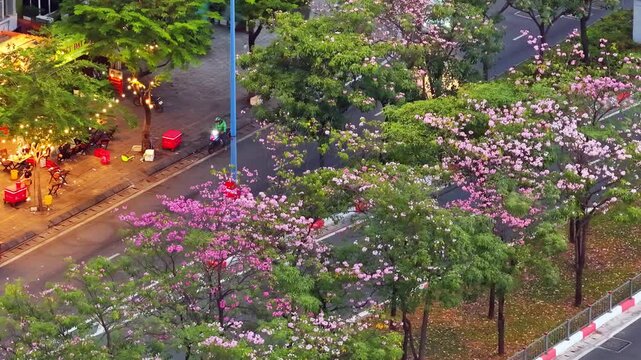 Beautiful view of Vo Van Kiet Boulevard in Ho Chi Minh City, Vietnam, featuring rows of blooming pink trumpet trees, vibrant urban scenery, flowing traffic, and the harmonious blend of nature
