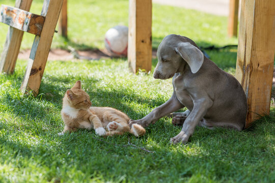Weimaraner Puppy Playing with Ginger Kitten in Sunny Backyard