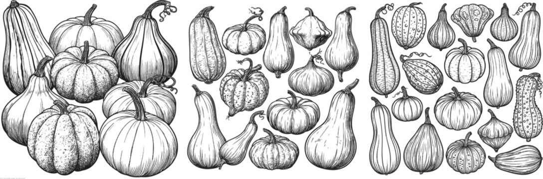 A stunning illustration showcases an array of gourds and squashes with elongated and round shapes, each featuring textured skin and bold black contours against a pure white background