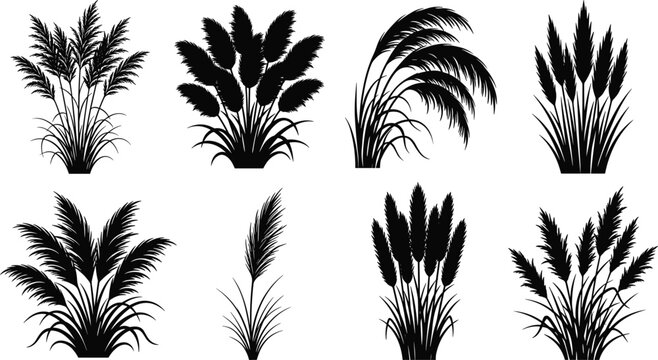 Pampas Grass Silhouette Bundle Collection with Ornamental Reed Plants Botanical Vector Set