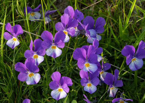 Wild Pansy flowers - Viola tricolor, commonly known as heartsease or Johnny jump-up