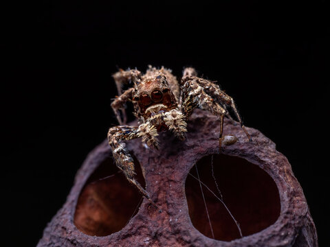Portia labiata (often called the White-Moustached Jumping Spider) is an incredibly intelligent, web-invading predator. 