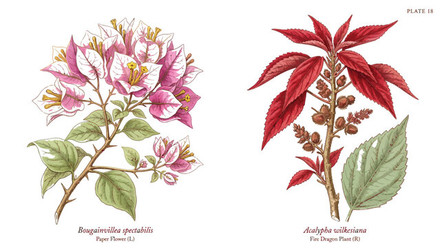 Detailed botanical illustration featuring vibrant pink bougainvillea flowers and deep red acalypha wilkesiana foliage plant specimens