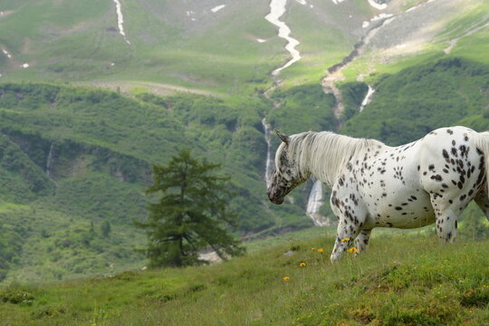 Sch&ouml;ne Tigerscheck Stute steht ruhig auf sommerlicher Bergwiese, vor faszinierendem Alpenpanorama