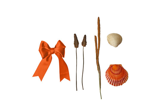 Orange Bow Dried Plants and Seashells on Transparent Background