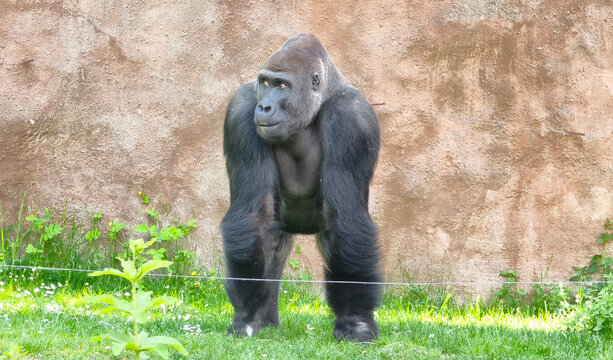 Close-Up Portrait of a Western Lowland Gorilla