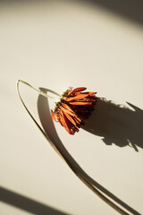 Curved Dried Flower Stem Shadow Art Natural Light Neutral Wall Surface