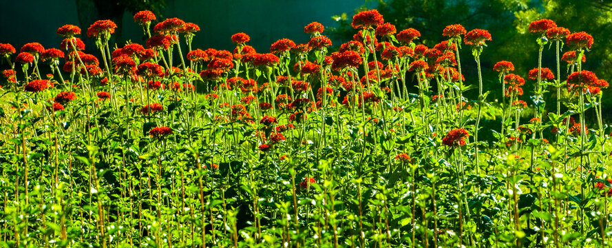 Vibrant red Maltese cross flowers blooming in green garden. Silene chalcedonica Lychnis in bright summer sunlight. Nature floral background.