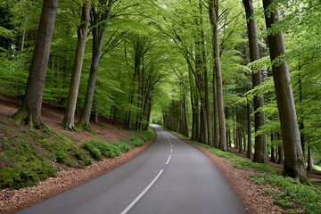 Fototapeta premium Winding road through a green forest with trees