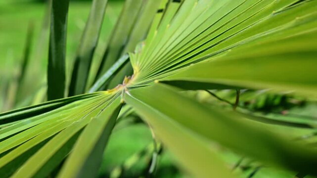 Close-up view of lush green palm leaves with detailed tropical foliage texture. Natural botanical background highlighting fresh vegetation, exotic plants and vibrant leaf patterns in daylight.