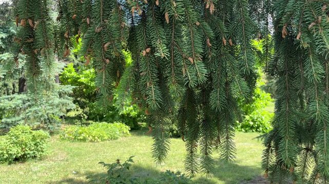 Close-up of weeping spruce tree branches with small cones in a green garden