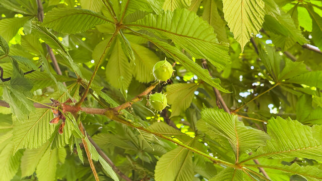Young green horse chestnut fruits growing on tree branches surrounded by lush summer foliage