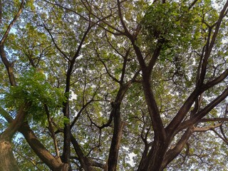 Fototapeta premium Low angle view of lush green tree canopy with spreading branches against the blue sky.