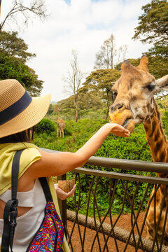 Tourist woman give food feeds an endangered Rothschild giraffe from platform at the Nairobi Giraffe Center. Authentic wildlife conservation encounter hand on unique experience in Kenya