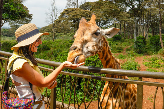 Tourist woman give food feeds an endangered Rothschild giraffe from platform at the Nairobi Giraffe Center. Authentic wildlife conservation encounter hand on unique experience in Kenya