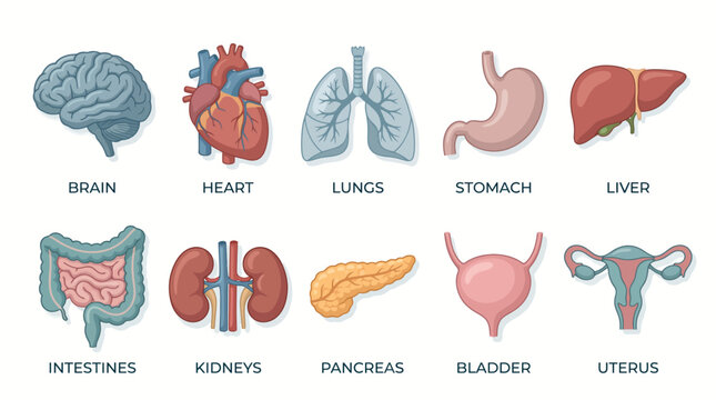 Anatomical illustration of human organs including brain, heart, lungs, stomach, liver, intestines, kidneys, pancreas, bladder, and uterus in a medical context.