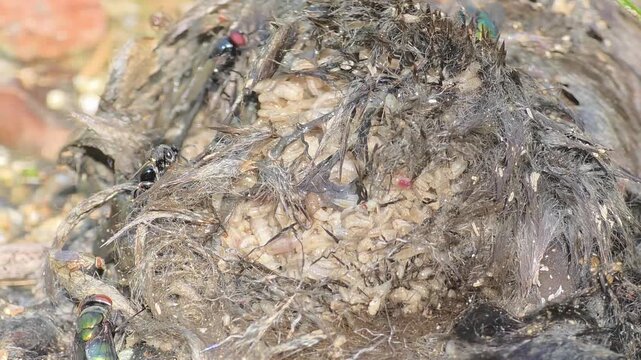 
Intense Sunlit Macro of Maggots and Blowflies Decomposing a Dead Mole Carcass #002

