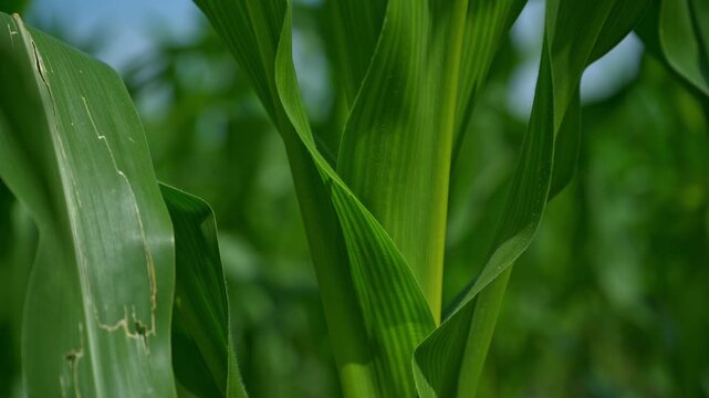 Vertical panning shot of a green corn stalk growing in a cultivated field during summer. Agriculture, crop development and farming concept. 4K.