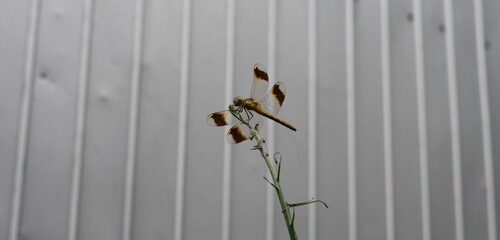 植物にとまる黄色いトンボ　ミヤマアカネ © 66331