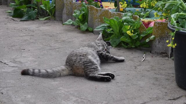Playful striped grey tabby cat lying on a concrete path in a garden, leisurely grooming its fur and licking its paws while enjoying a sunny day outdoors in a backyard setting