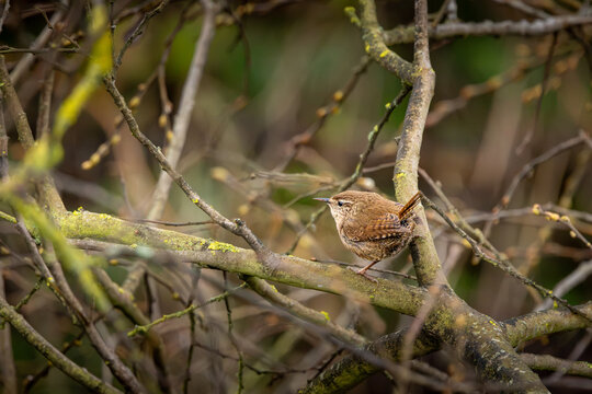 A Wren pauses in the branches at Magor Marsh, Wales &mdash; tiny bird, enormous attitude.