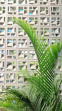 Green palm leaves swaying gently in the wind against a modern concrete breeze block wall. Tropical minimalist background footage for architecture and interior design concept.