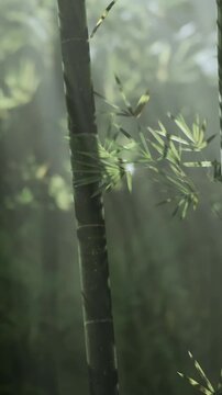 Sunlight filters through tall bamboo stalks in a forest. The morning light creates a bright atmosphere among the green leaves. Nature is showing its beauty during early hours.
