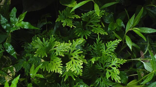 A video of fern in rain type plant in a garden with green background texture wallpaper