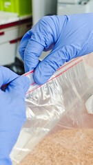 Fototapeta premium Laboratory technician sealing plastic sample bag containing homogenized papaya for GMO analysis