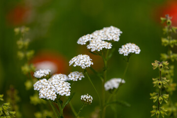 Common yarrow flowers close-up with green blurred background. Achillea millefolium, medicinal plant. © Viktoriia Paniot
