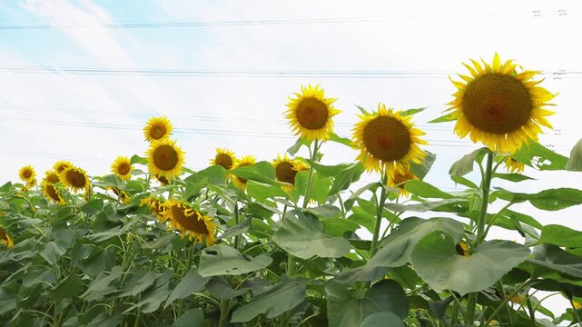 Sunflower Heads Gently Swaying in Breeze with Blue Sky Background &ndash; 4K Close-up