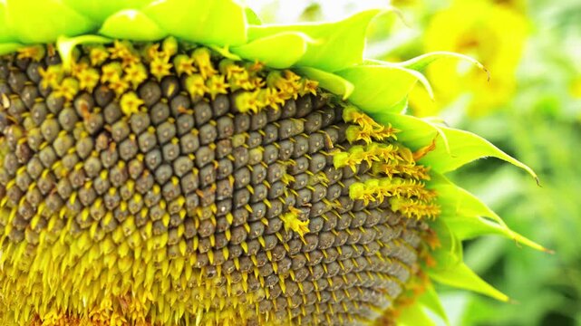 Mature Sunflower Head with Detailed Rows of Sunflower Seeds &ndash; 4K Close-up