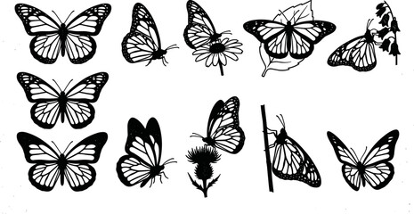 vector can editable Delicate monarch butterfly illustrations capturing the intricacy of wing venation and flight © Nabil