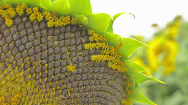 Mature Sunflower Head with Detailed Rows of Sunflower Seeds &ndash; 4K Close-up