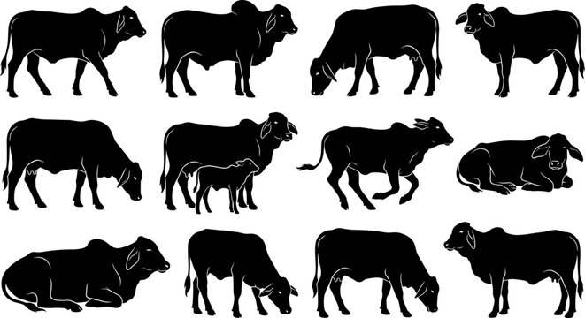 vector can editable Comprehensive set of brahman cattle silhouettes showcasing different livestock poses and ages