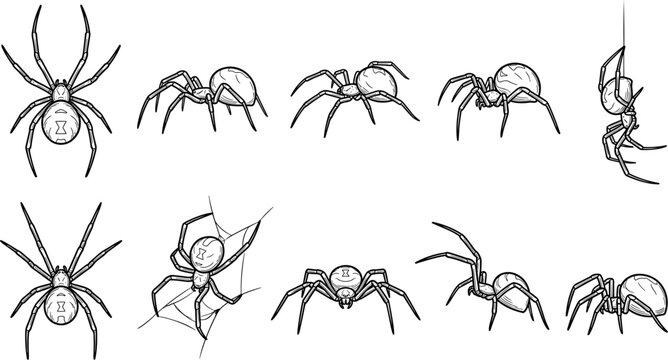 vector can editable Detailed ink illustration set of black widow spiders in various creepy crawling positions