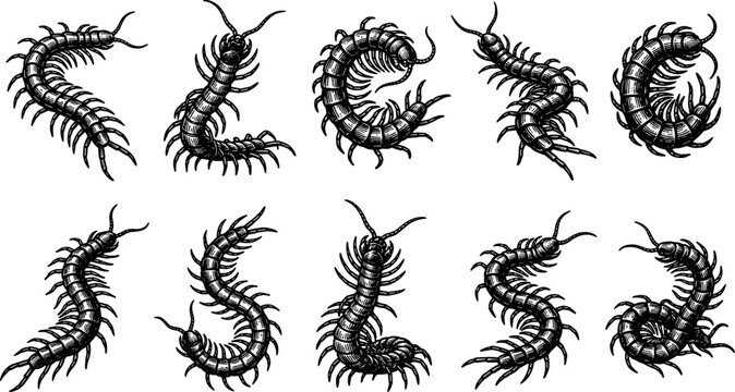 vector can editable Detailed scolopendra centipede illustrations showcasing myriapod segmented anatomy