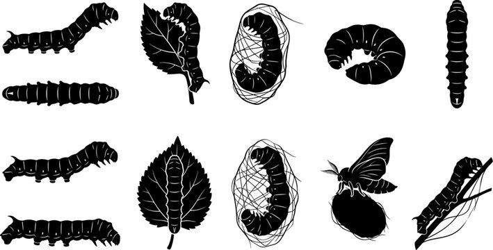 vector can editable Silkworm life cycle silhouette study from larva to silk moth