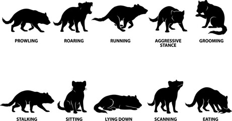 Obraz premium vector can editable Tasmanian devil behavioral silhouette study with descriptive action poses