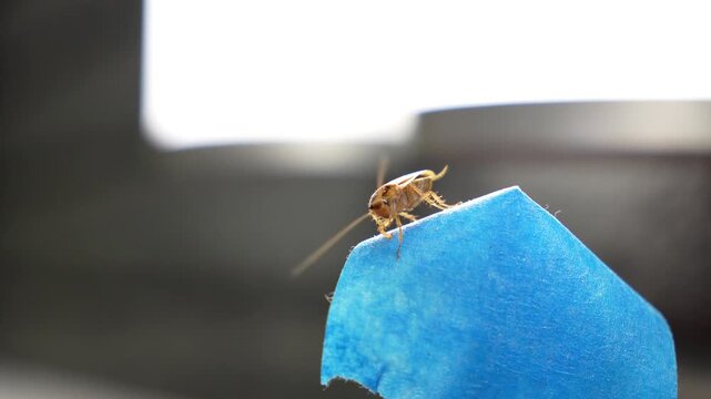 The American cockroach was caught in a glue trap. Destruction of insects at home. Insect management, close up of cockroach stuck on sticky glue cockroaches trap with bait with blurred background. 