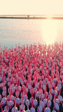 Aerial view of flamingo flock at golden sunset, Bulgaria. Rows of pink birds stretch across the shoreline as sunlight glows behind them. Vertical video.