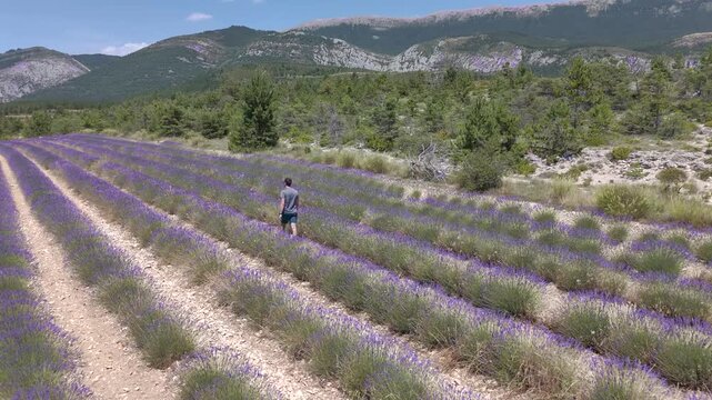 Vue a&eacute;rienne d'un homme qui se balade dans un champ de lavande en fleurs sous un soleil radieux