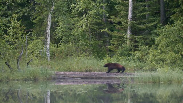 Wolverine runs along a fallen tree trunk across a small stream on a summer night
