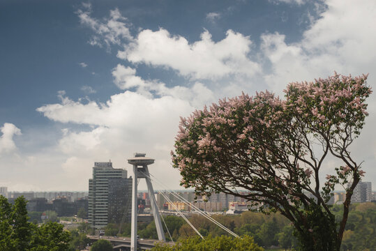 Bratislava cityscape with SNP UFO bridge and blooming lilac tree on foreground under cloudy blue sky