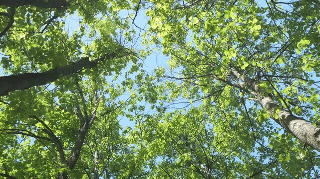 Bright green leaves cover tall tree trunks. Sunlight filters through dense canopy. Clear blue sky peeks through branches. Trees stand in forest with natural light